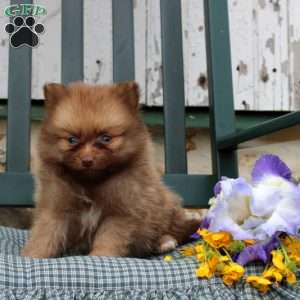 Brindley, Pomeranian Puppy
